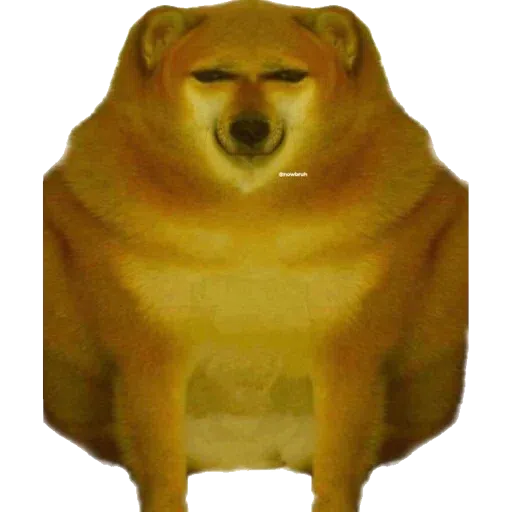 doge - Sticker 7